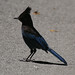 Jay Mcdonald Photo 12