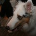 Joseph Collie Photo 9