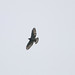 Deanna Hawks Photo 8