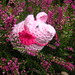 Beth Maus Photo 3