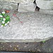 Dorcas Daniel Photo 7