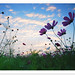 Peter Chen Photo 17