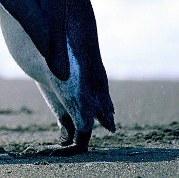 David Abramson Photo 42