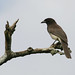 Jay Brown Photo 17