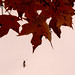 Robert Ebright Photo 9