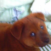 Joy Downs Photo 17