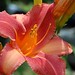 Lily Adams Photo 11