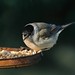 Sylvia Sharp Photo 16