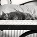 Brandy Urban Photo 2