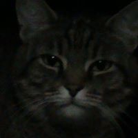 Kitty Grey Photo 2