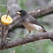 Jay Brown Photo 14