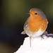 Robin Salisbury Photo 8