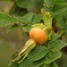 Elizabeth Plant Photo 10
