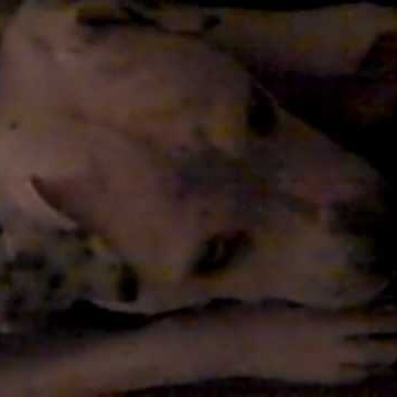 Lue Chandler Photo 6