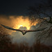 Dawn Hunter Photo 5