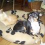 Deborah Williamson Photo 35