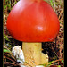 David Carnes Photo 9