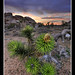 Joshua Low Photo 7