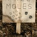 April Moles Photo 8