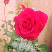 Ying Zhang Photo 38