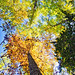 Autumn Back Photo 3