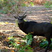 Heather Culling Photo 10
