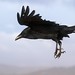 Wind Raven Photo 1