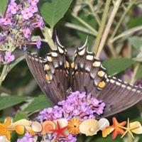 Sara Yoder Photo 17
