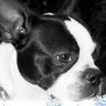 Judy Blue Photo 4