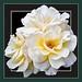 Rose Arthur Photo 12