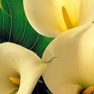 Ruth Cruse Photo 8