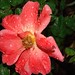 Rose Pickens Photo 7