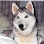Kevin Broyles Photo 19