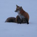 Bruce Fox Photo 18
