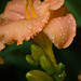 Elizabeth Stout Photo 12