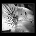 Sheila Gins Photo 8