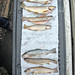 Kyle Trout Photo 7