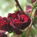 David Inglese Photo 1