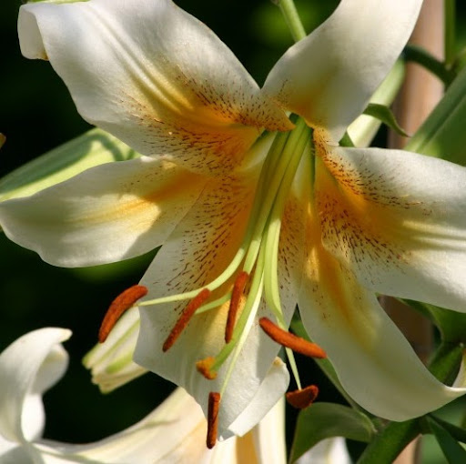 Julia Kerr Photo 16