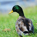 Frank Mallard Photo 3