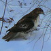 Jane Hawks Photo 7