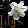 Lily Wilson Photo 16