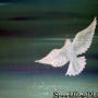 Debra Cook Photo 22