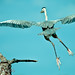 Michael Crabb Photo 8