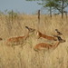 John Herd Photo 17