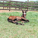 Cheryl Morris Photo 3