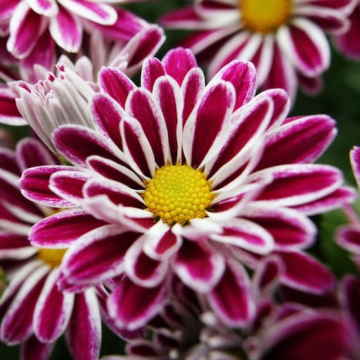Mary Lamm Photo 24