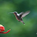 Mandy Bird Photo 10