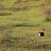 A Doe Photo 8