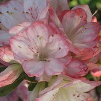 Margaret Reese Photo 34